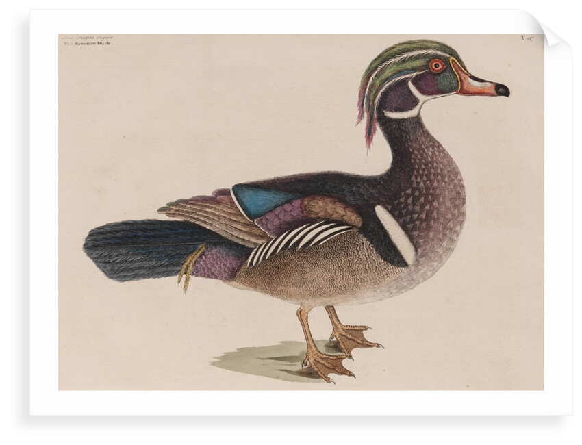 Wood duck by Mark Catesby