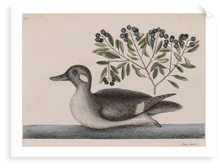 Female bufflehead by Mark Catesby