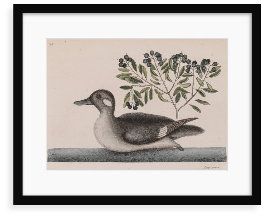Female bufflehead by Mark Catesby