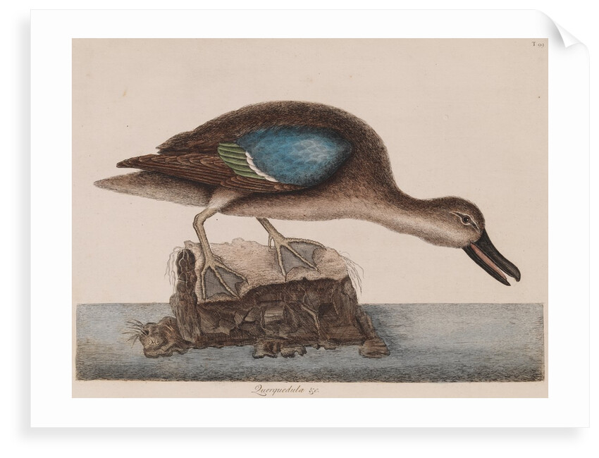 Blue-winged teal by Mark Catesby