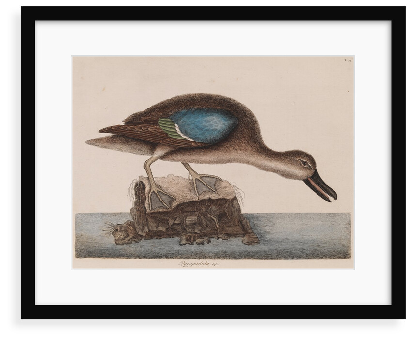 Blue-winged teal by Mark Catesby