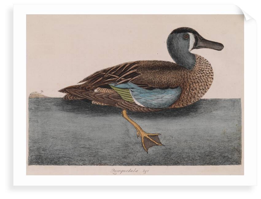 Common teal by Mark Catesby