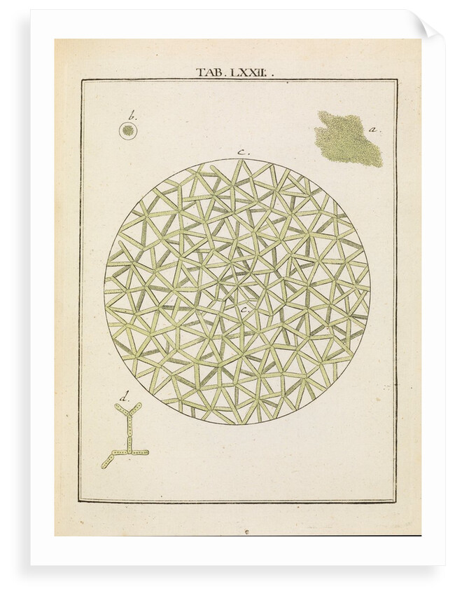 Diatoms by Adam Wolfgang Winterschmidt