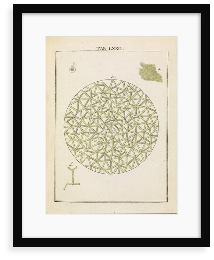 Diatoms by Adam Wolfgang Winterschmidt