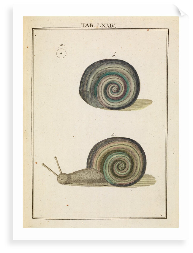 Freshwater snail by Adam Wolfgang Winterschmidt