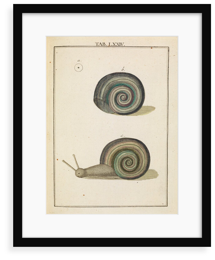 Freshwater snail by Adam Wolfgang Winterschmidt