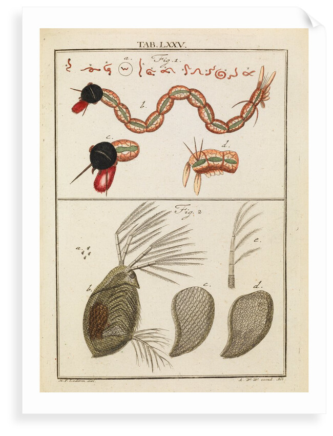 Insect larva and water flea by Adam Wolfgang Winterschmidt