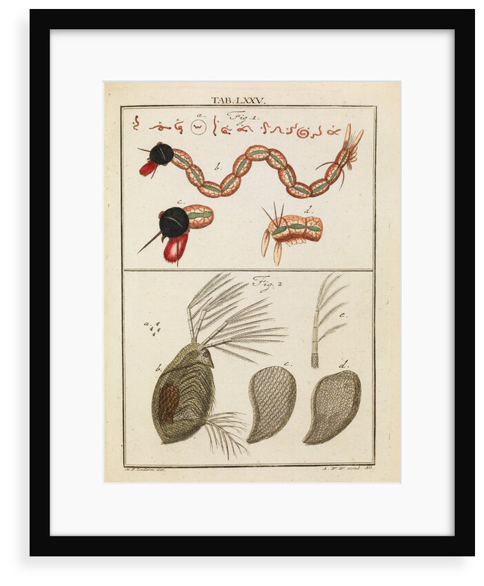 Insect larva and water flea by Adam Wolfgang Winterschmidt
