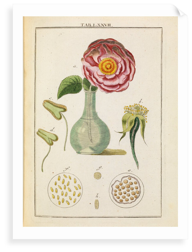 Rose and stamens by Adam Wolfgang Winterschmidt