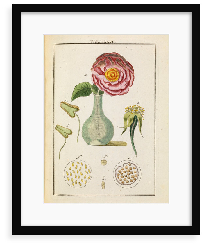 Rose and stamens by Adam Wolfgang Winterschmidt