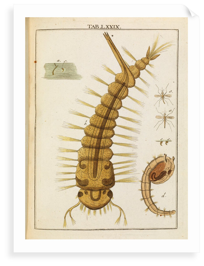 Mosquito larva by Adam Wolfgang Winterschmidt