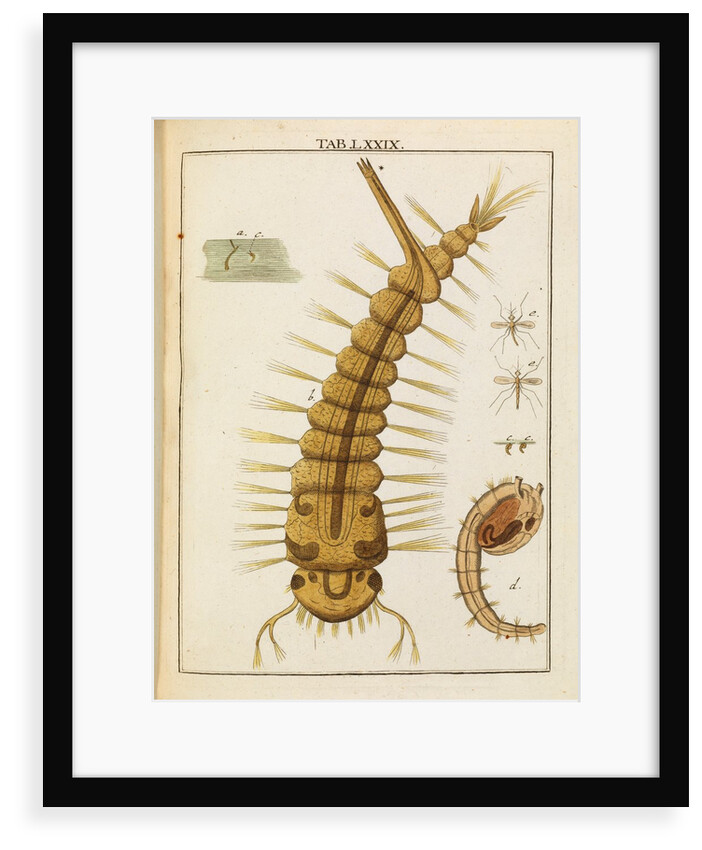 Mosquito larva by Adam Wolfgang Winterschmidt