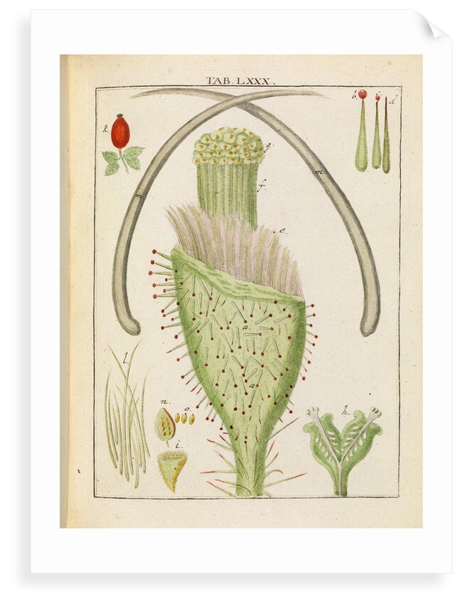 Rose pistil by Adam Wolfgang Winterschmidt