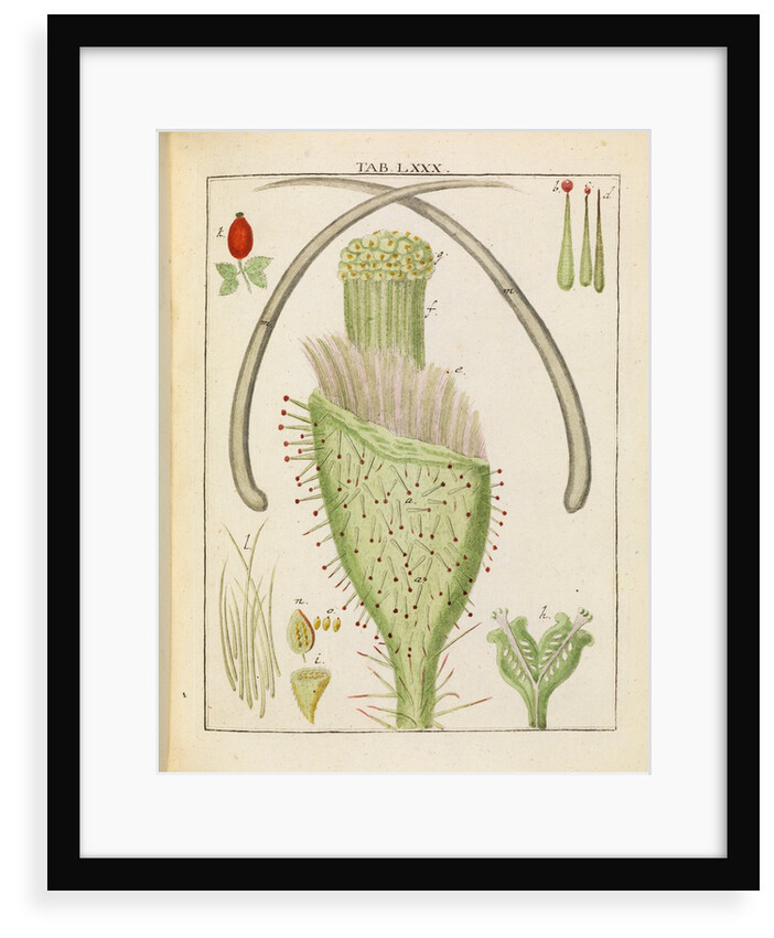 Rose pistil by Adam Wolfgang Winterschmidt