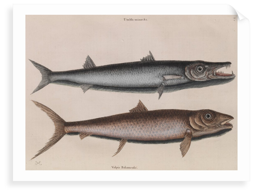 Barracuda and bonefish by Mark Catesby