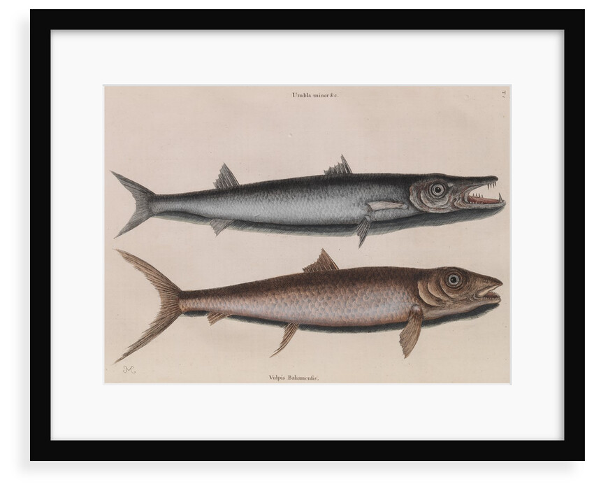 Barracuda and bonefish by Mark Catesby