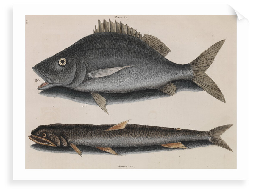 Margate and lady fish by Mark Catesby