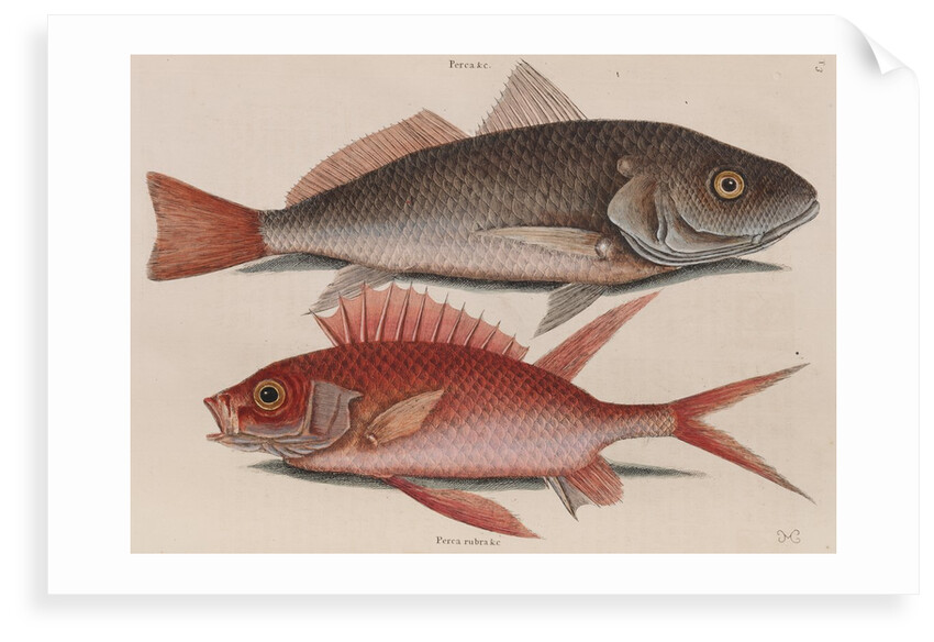 Atlantic croaker and squirrelfish by Mark Catesby