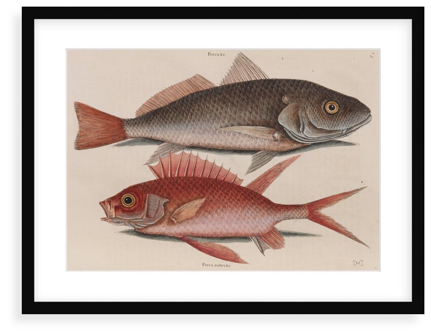 Atlantic croaker and squirrelfish by Mark Catesby