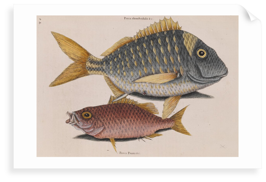 Porkfish and schoolmaster snapper by Mark Catesby