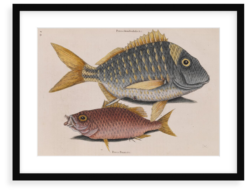 Porkfish and schoolmaster snapper by Mark Catesby