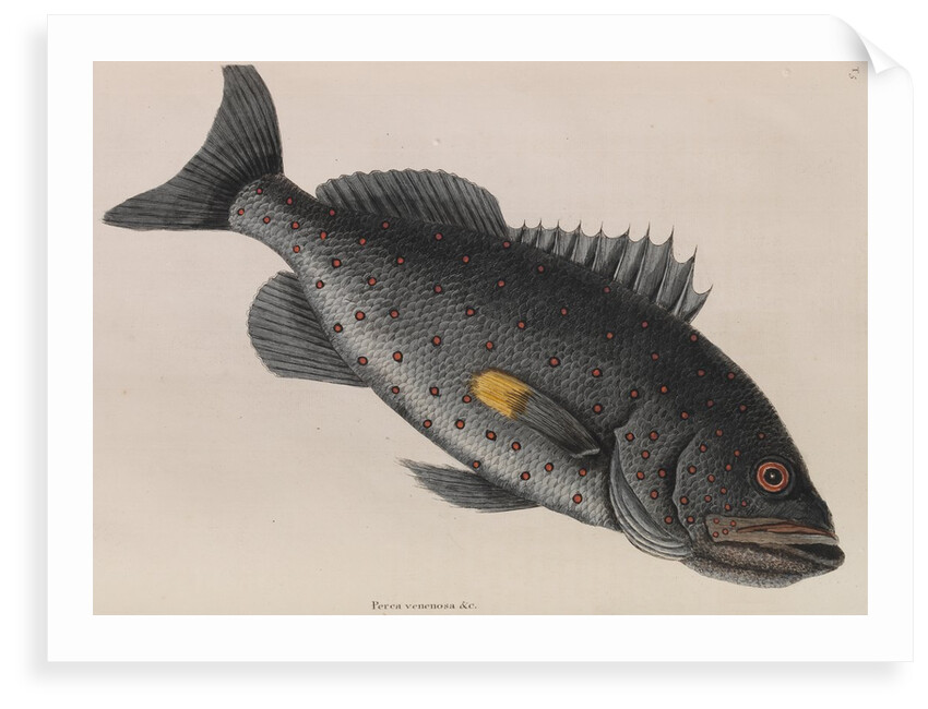 Yellowfin grouper by Mark Catesby