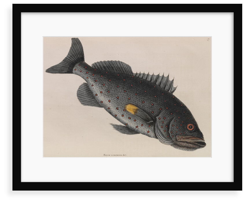 Yellowfin grouper by Mark Catesby