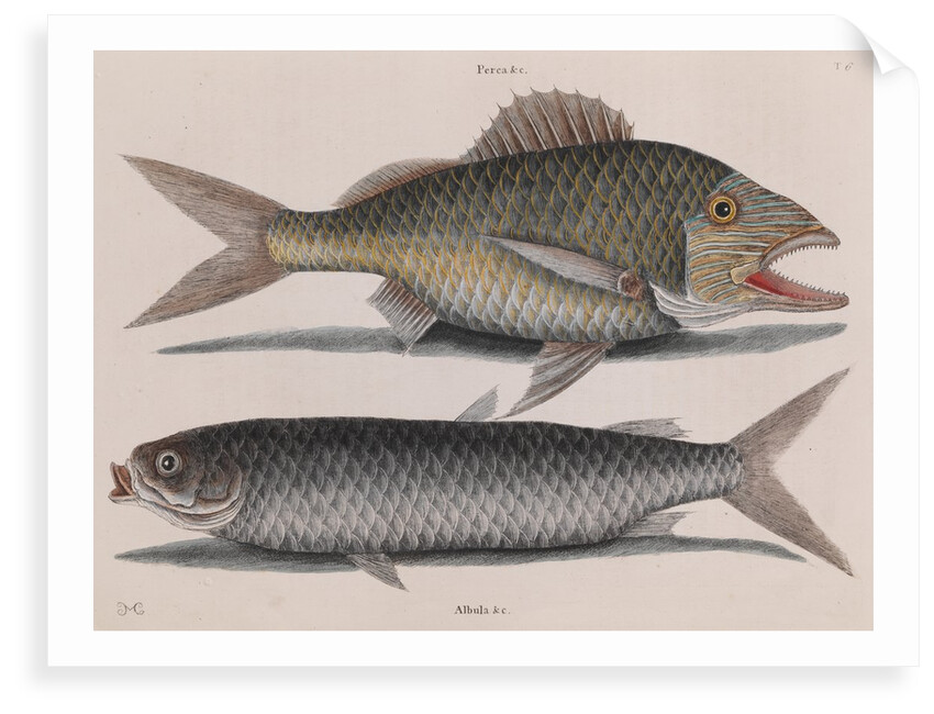 Common grunt and mullet by Mark Catesby