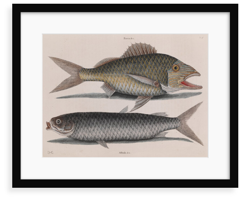 Common grunt and mullet by Mark Catesby