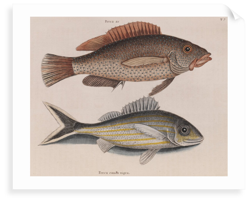 Coney fish and cottonwick by Mark Catesby