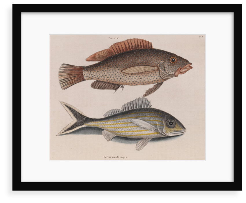 Coney fish and cottonwick by Mark Catesby