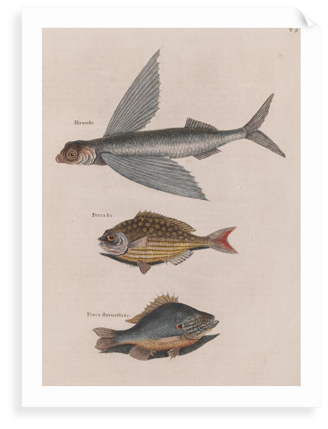 Flying fish, Bermuda chub and common by Mark Catesby