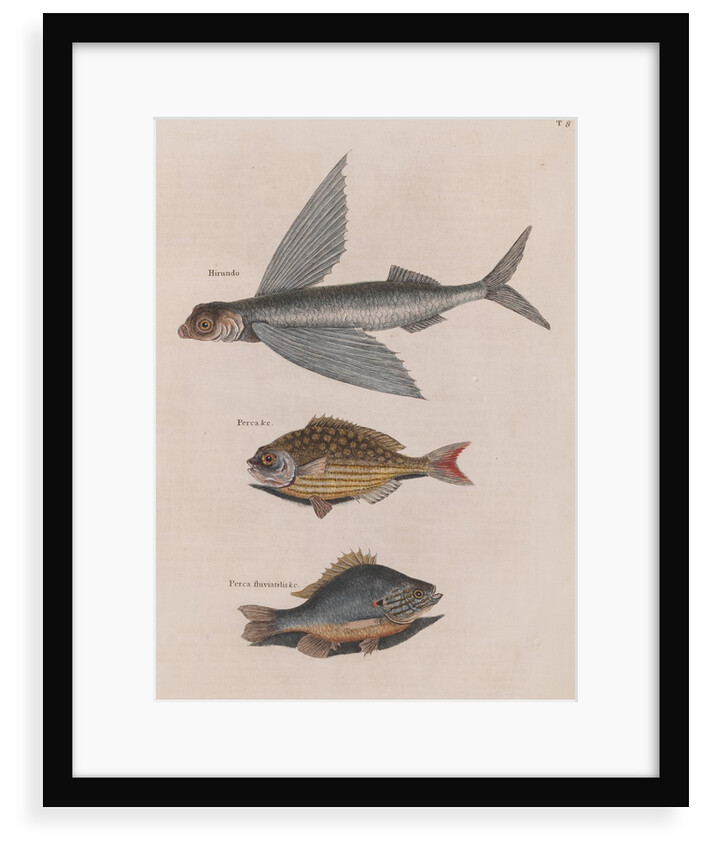 Flying fish, Bermuda chub and common by Mark Catesby