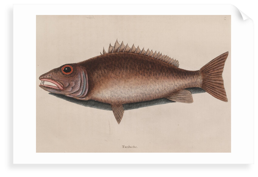 Mangrove snapper by Mark Catesby