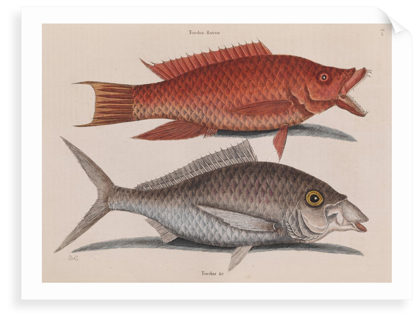 Hogfish and American shad by Mark Catesby