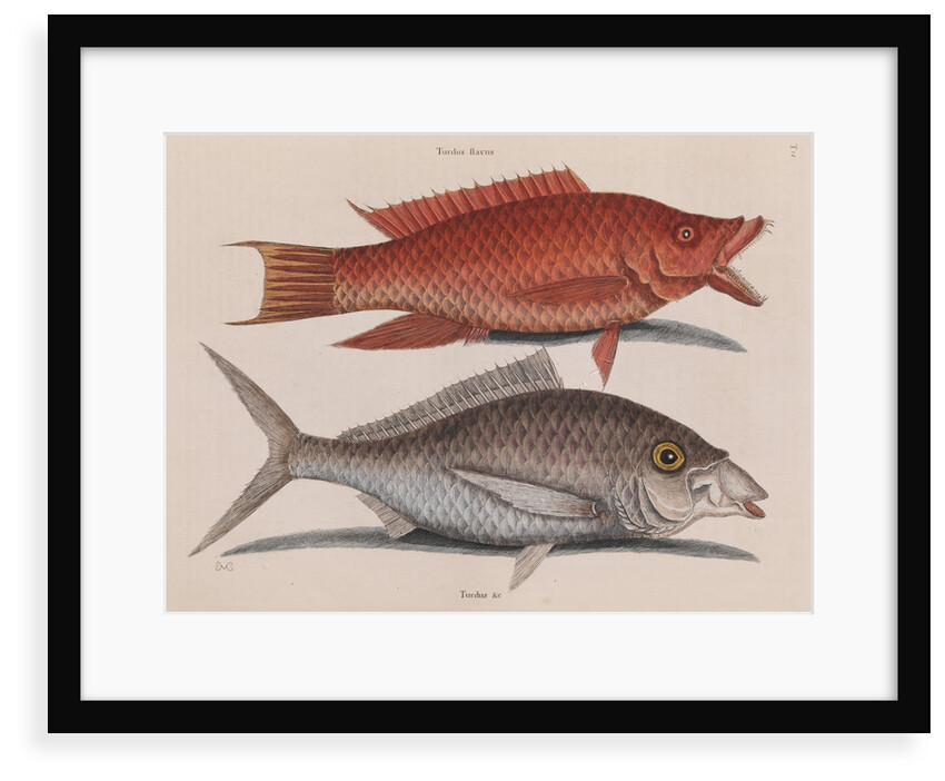 Hogfish and American shad by Mark Catesby