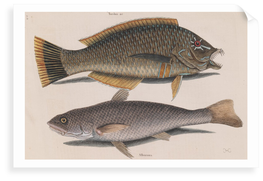 Puddingwife wrasse and Carolina whiting by Mark Catesby