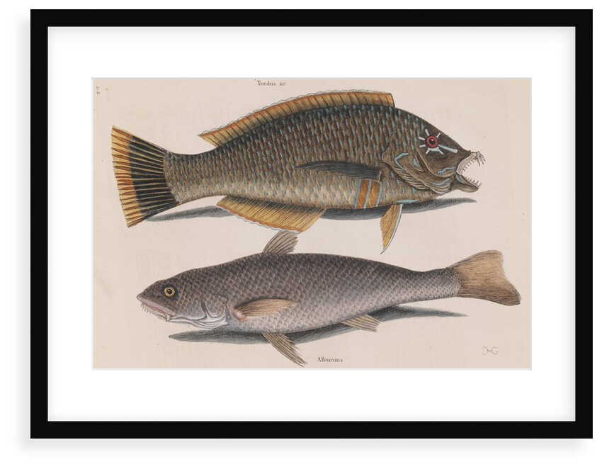 Puddingwife wrasse and Carolina whiting by Mark Catesby