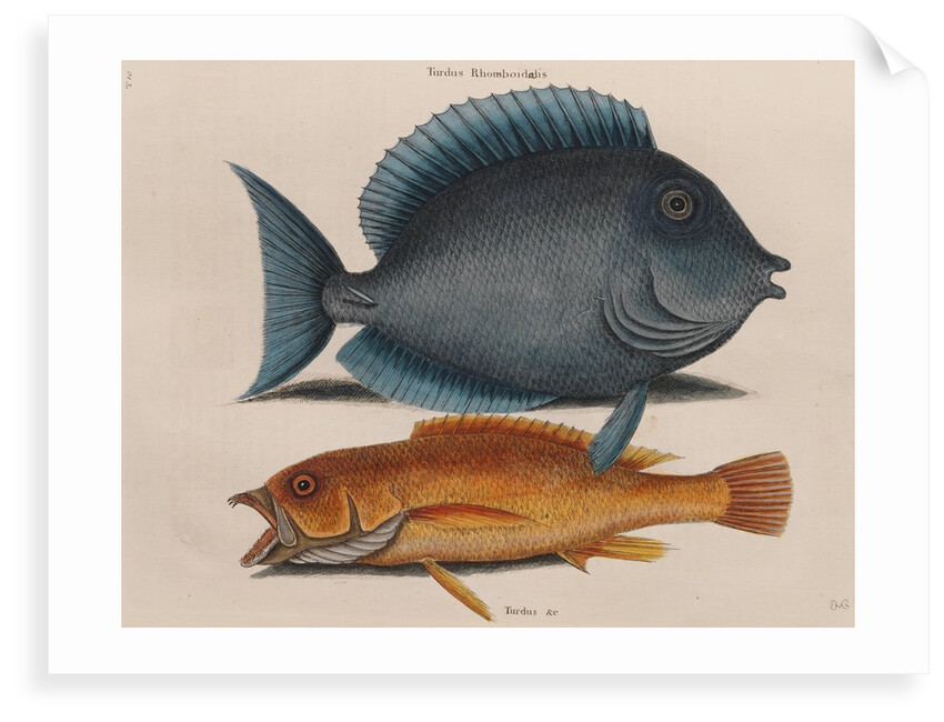 Blue tang and coney fish by Mark Catesby