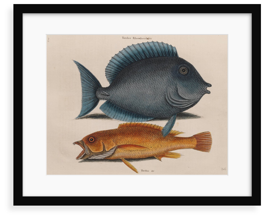 Blue tang and coney fish by Mark Catesby