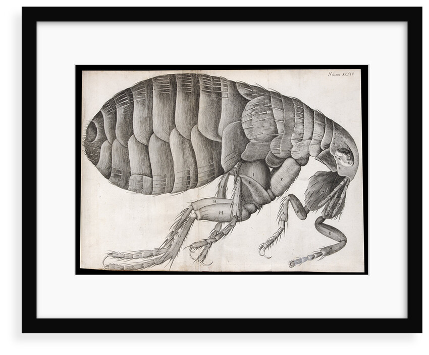 Microscopic view of a flea by Robert Hooke