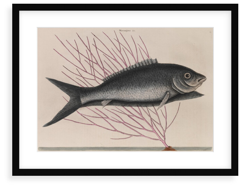 Bonefish by Mark Catesby