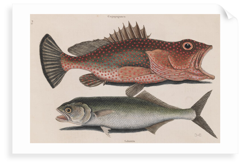 Red hind and skipjack tuna by Mark Catesby