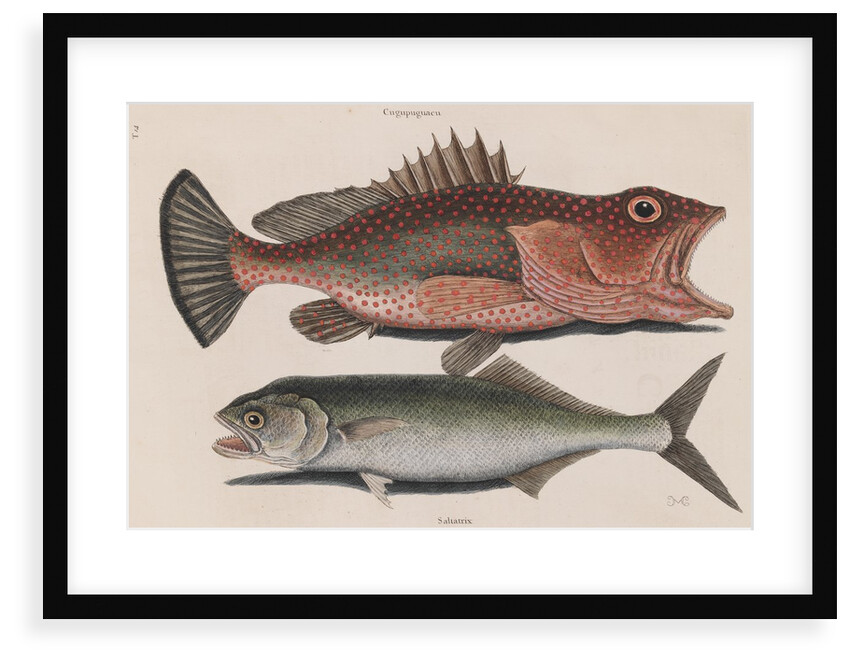 Red hind and skipjack tuna by Mark Catesby