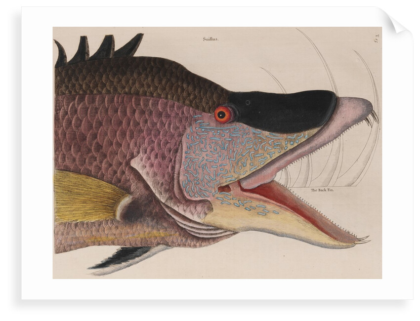 Hogfish by Mark Catesby