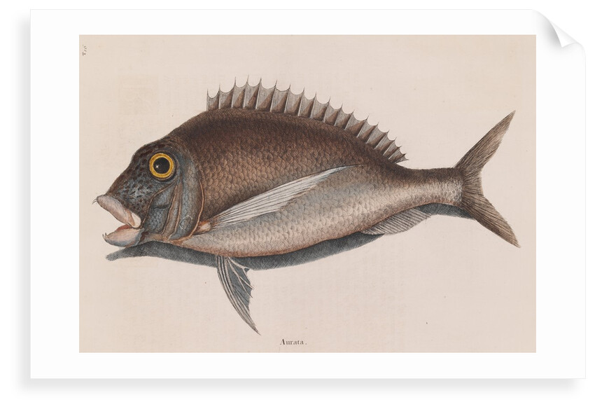Porgy by Mark Catesby
