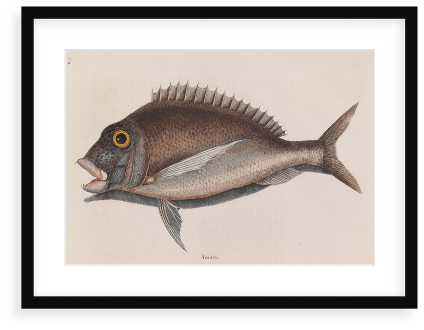 Porgy by Mark Catesby