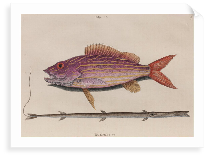 Lane snapper and cornetfish by Mark Catesby
