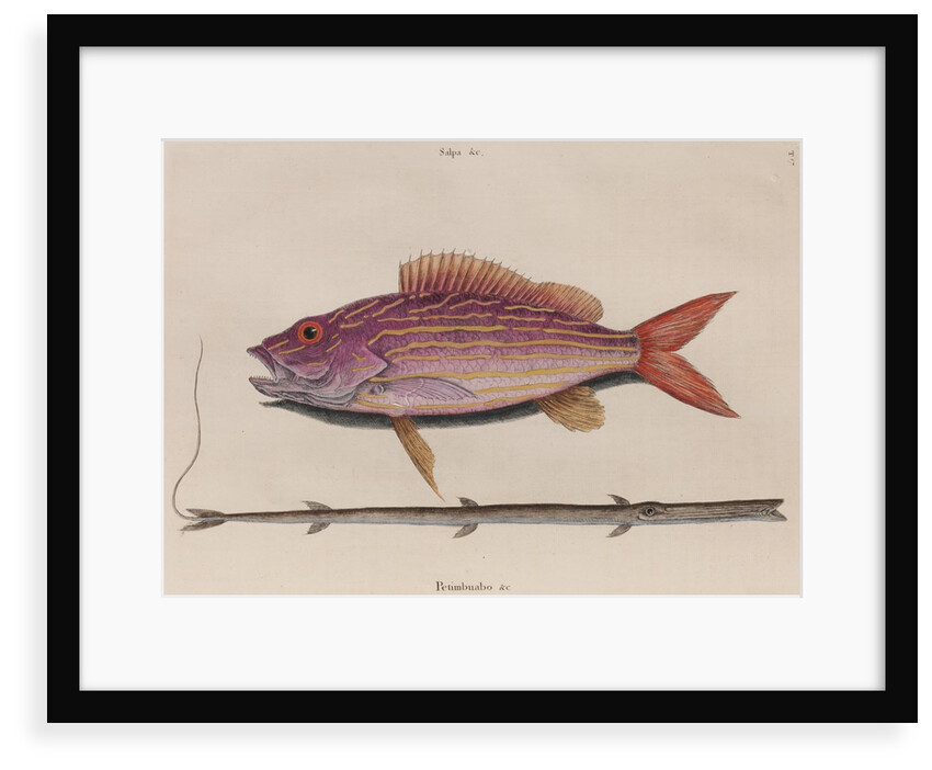 Lane snapper and cornetfish by Mark Catesby