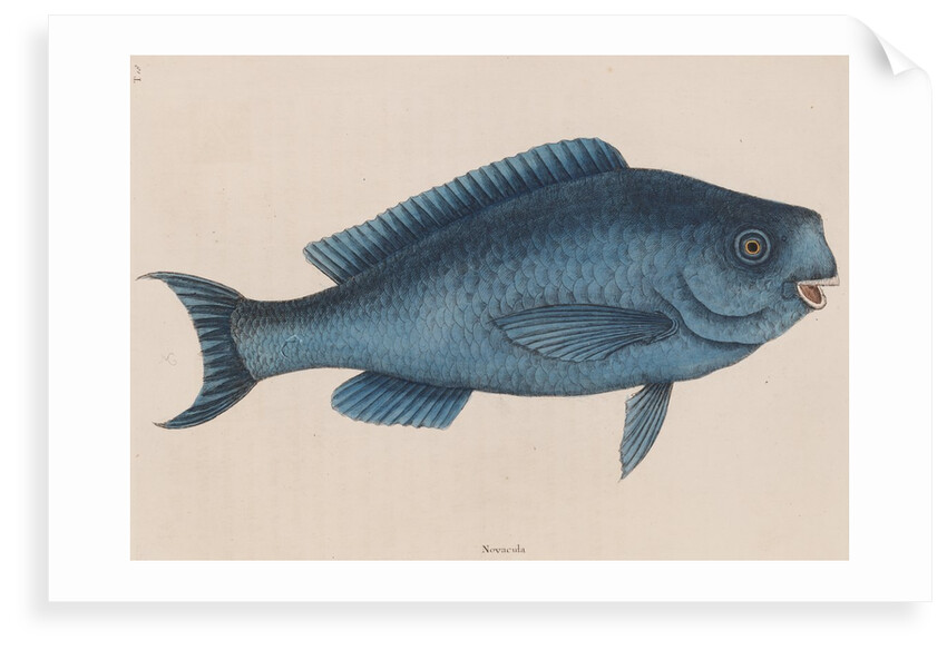 Bluefish by Mark Catesby